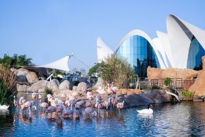 oceanografic valencia